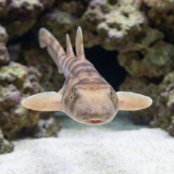 Alternative view of Brown Banded Bamboo Shark