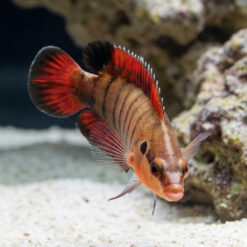 Alternative view of Banded Longfin Basslet