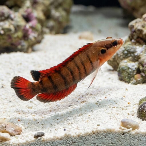 Banded Longfin Basslet - Image 3