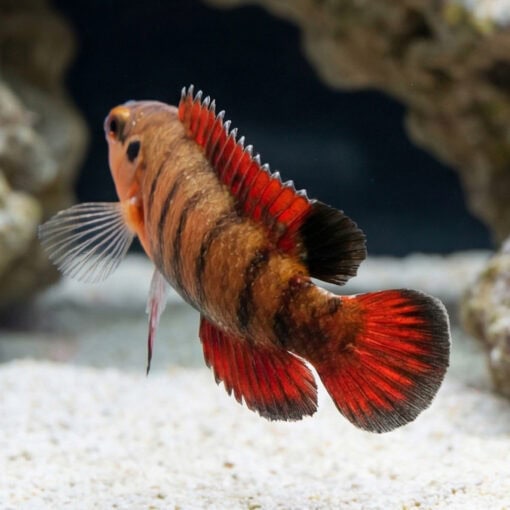 Banded Longfin Basslet - Image 5