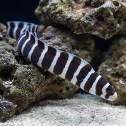 Banded Moray Eel