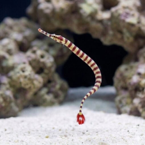 Banded Pipefish