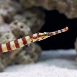 Alternative view of Banded Pipefish
