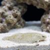 Banded Zebra Flounder