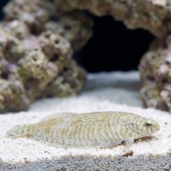 Banded Zebra Flounder
