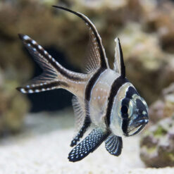 Banggai Cardinal