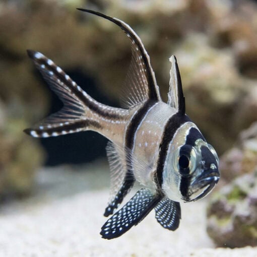 Banggai Cardinal