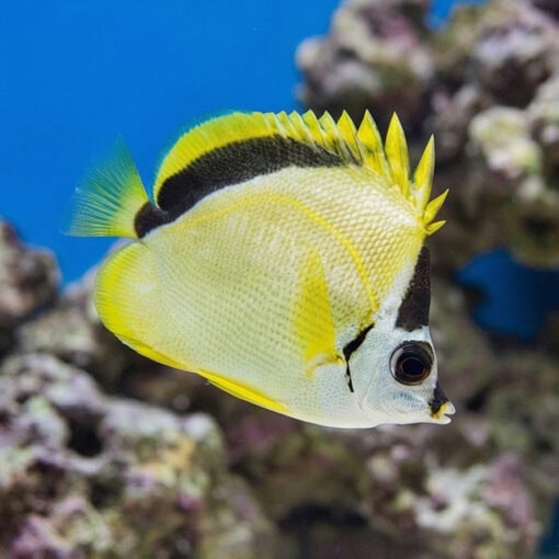 Barberfish Butterfly