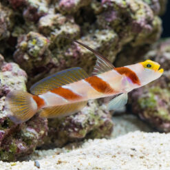 Barbershop Shrimpgoby