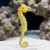 Barbouri Seahorse