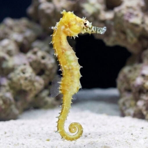 Barbouri Seahorse