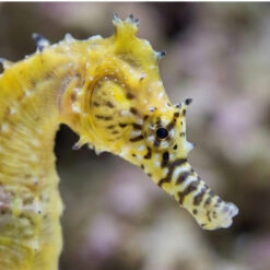 Alternative view of Barbouri Seahorse