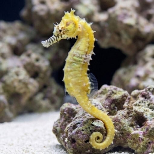 Barbouri Seahorse - Image 3