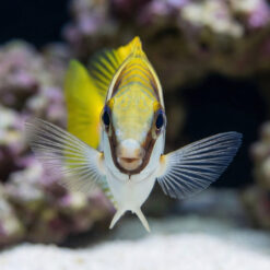 Alternative view of Virgate Rabbitfish