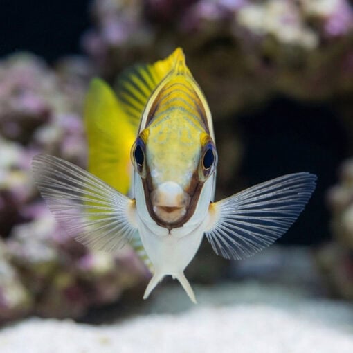 Virgate Rabbitfish - Image 2