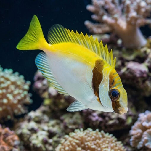 Virgate Rabbitfish - Image 3