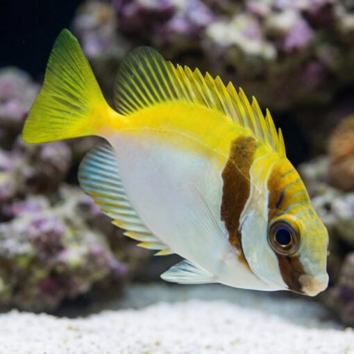 Virgate Rabbitfish - Image 4