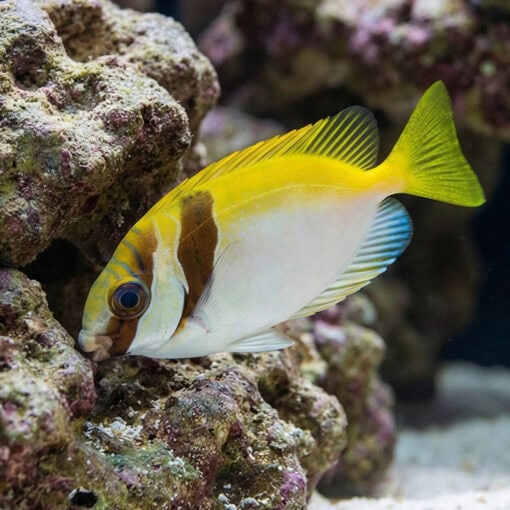 Virgate Rabbitfish - Image 5