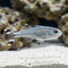 Barred Flagtail