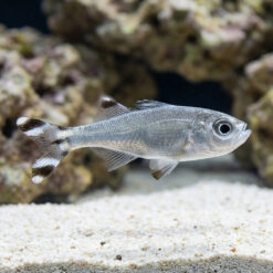 Barred Flagtail