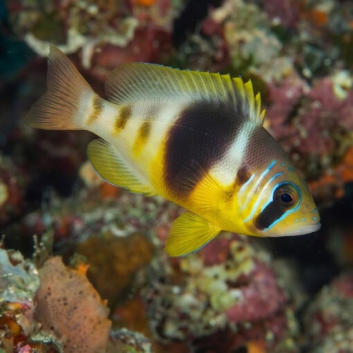 Barred Hamlet