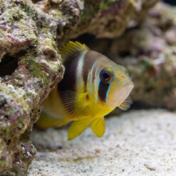Alternative view of Barred Hamlet
