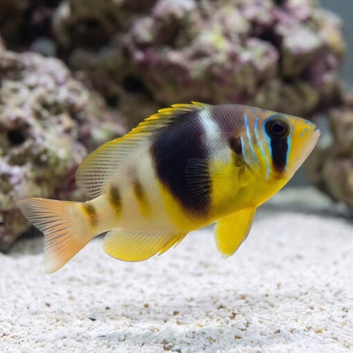 Barred Hamlet - Image 3