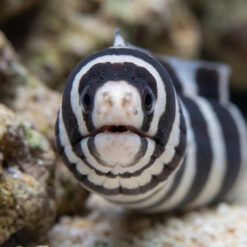 Alternative view of Banded Moray Eel