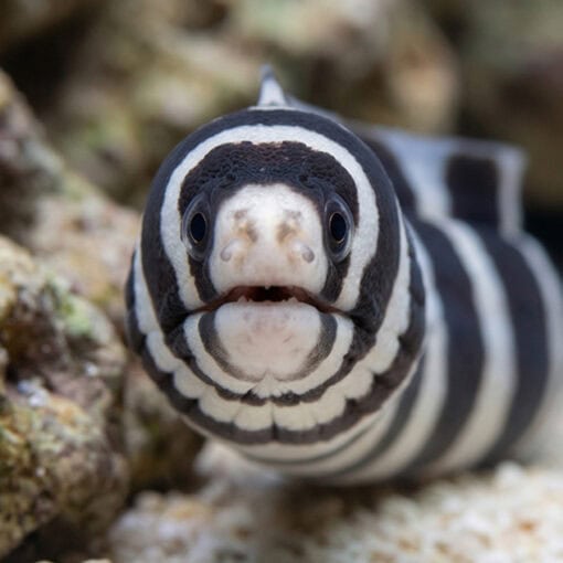 Banded Moray Eel - Image 2