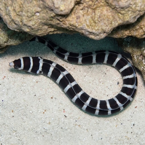 Banded Moray Eel - Image 3