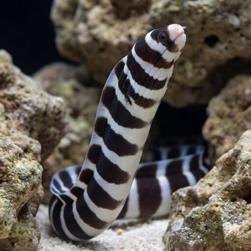 Banded Moray Eel - Image 4