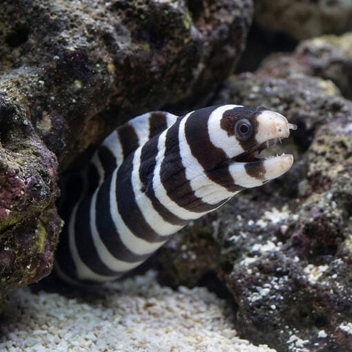 Banded Moray Eel - Image 5