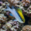 Barrier Reef Chromis