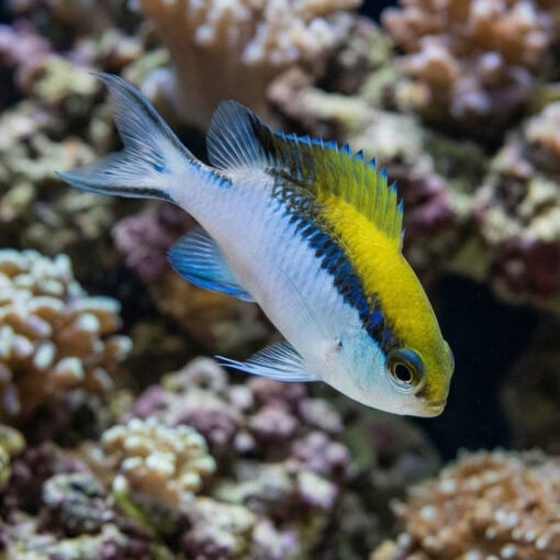 Barrier Reef Chromis