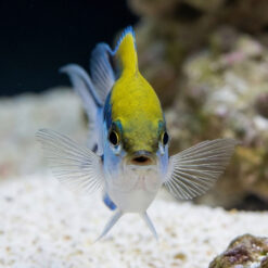 Alternative view of Barrier Reef Chromis