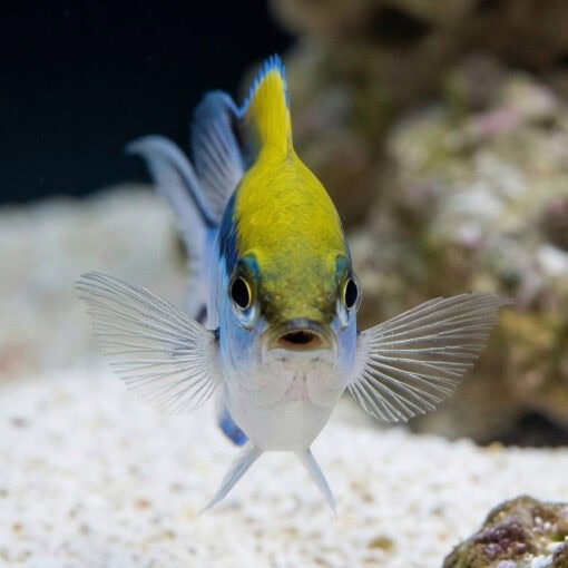 Barrier Reef Chromis - Image 2