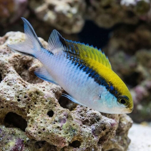 Barrier Reef Chromis - Image 3