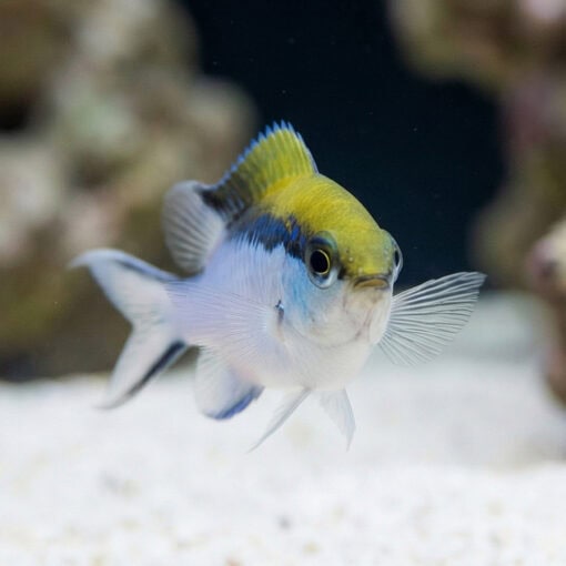 Barrier Reef Chromis - Image 4