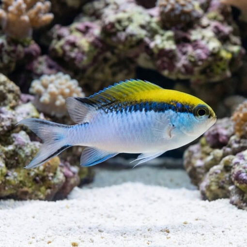 Barrier Reef Chromis - Image 5