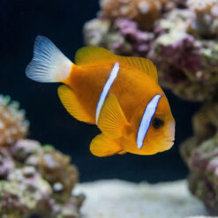 Barrier Reef Clownfish