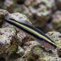 Barsnout Goby