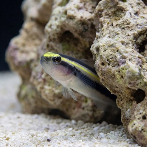 Barsnout Goby - Image 2