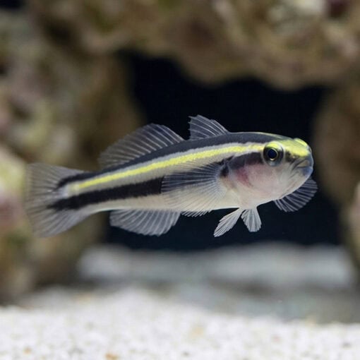 Barsnout Goby - Image 3