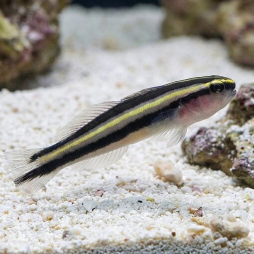 Barsnout Goby - Image 4