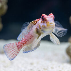 Alternative view of Bartel's Dragonet