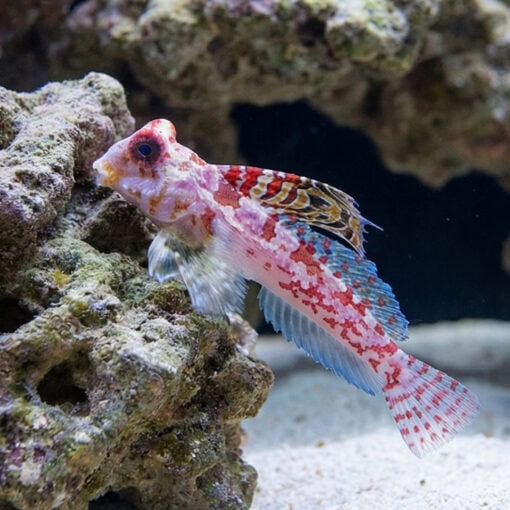 Bartel's Dragonet - Image 3