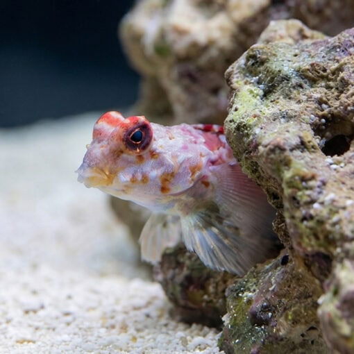 Bartel's Dragonet - Image 4