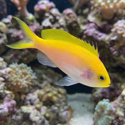 Bartlett's Anthias