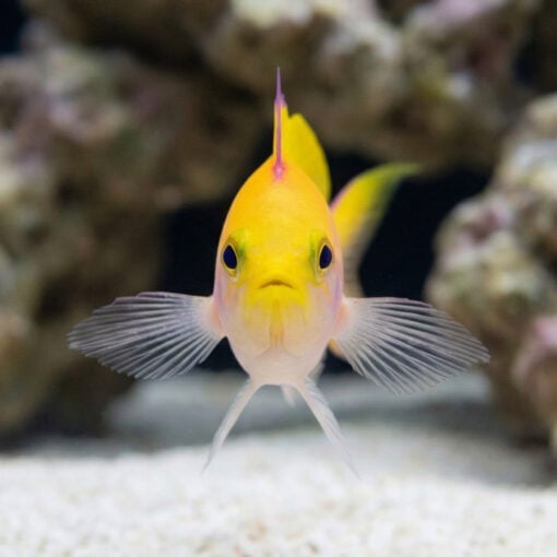 Bartlett's Anthias - Image 2