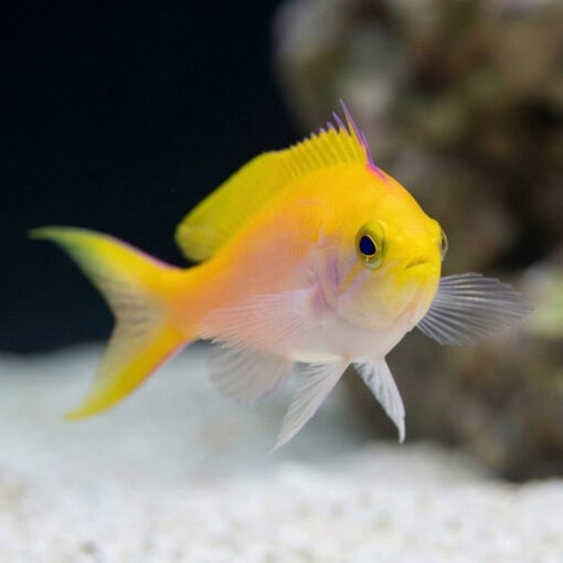 Bartlett's Anthias - Image 3